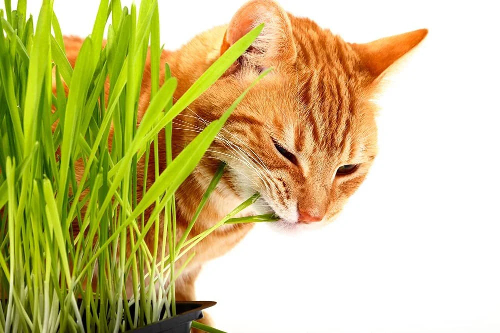 Cat Grass Seeds - 1,000 Seeds - Nutritious Treat for Cats - Dactylis glomerata