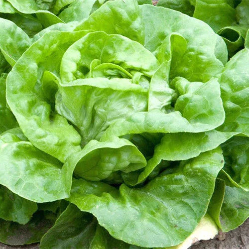 White Boston Lettuce Seeds - Heirloom Non-GMO, Free Shipping, Lactuca sativa