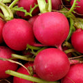 German Giant Radish Seeds - Red Globe Crimson Root Vegetable - Raphanus sativus