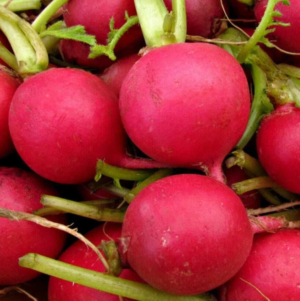 German Giant Radish Seeds - Red Globe Crimson Root Vegetable - Raphanus sativus
