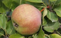 Catillac Pear Seeds - 25+ Count - Ideal for Garden Planting - Pyrus calleryana - USA Grown - Free Shipping