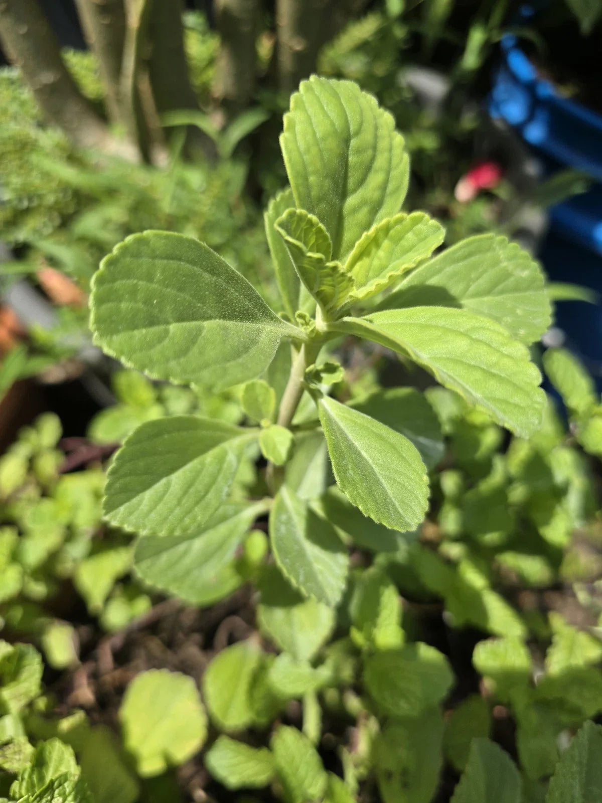 Meprobamato Boldo / Plectranthus Neochilus Fresh Cuttings for Propagation - Medicinal Herb - 4 Cuttings