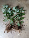 Live Mugwort Plants - 2+ Rooted Silvery Wormwood, Artemisia Vulgaris Argyi,艾草苗根
