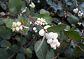 Snowberry Shrub Seeds - 50+ Non-GMO Seeds - Symphoricarpos albus - Grown and Shipped from Iowa