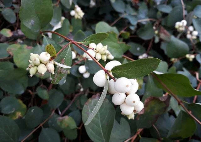 Snowberry Shrub Seeds - 50+ Non-GMO Seeds - Symphoricarpos albus - Grown and Shipped from Iowa