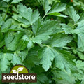 Italian Dark Green Parsley Seeds | Heirloom Non-GMO | Petroselinum crispum | Free Shipping