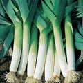 Leek Seeds 200+ Heirloom American Flag NON-GMO Vegetable Garden Seeds - Free Shipping