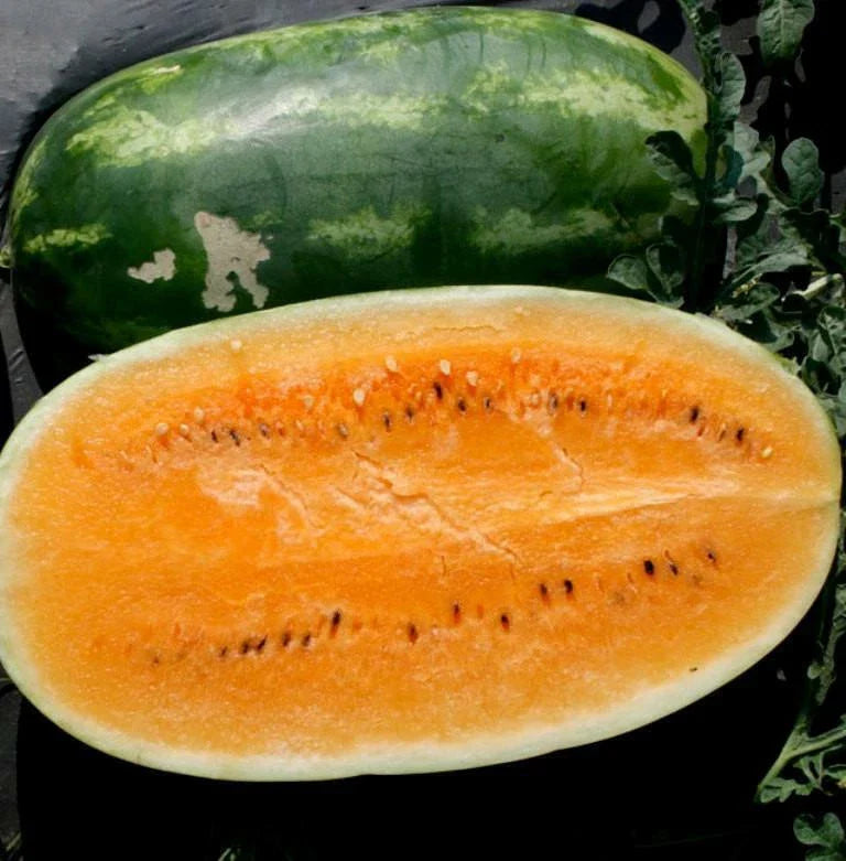Tendersweet Orange Watermelon Seeds - Non-GMO Heirloom, Very Sweet, Organic, Free Shipping