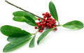 Yerba Mate Starter Plant - 5 Inch+ - Pesticide-Free - Ilex paraguariensis - Grow Your Own Herbal Tea Plant