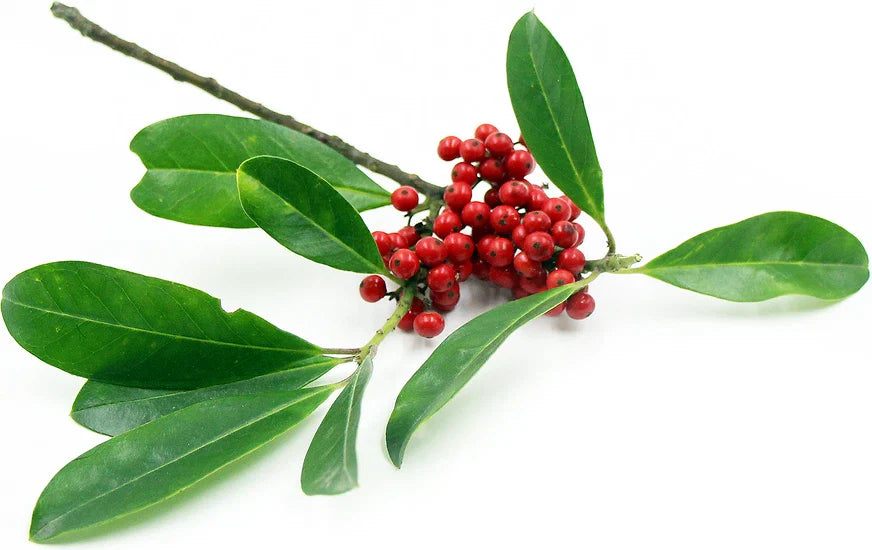 Yerba Mate Starter Plant - 5 Inch+ - Pesticide-Free - Ilex paraguariensis - Grow Your Own Herbal Tea Plant