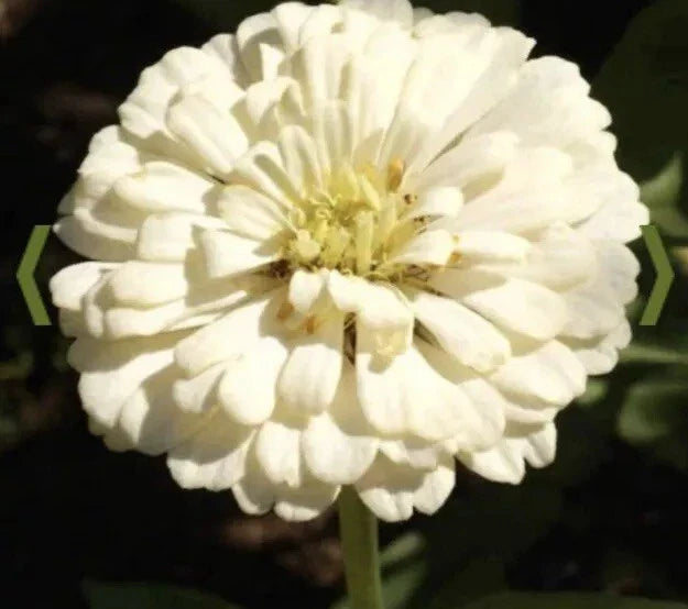 White Zinnia Seeds - Polar Bear Variety - 1000+ Seeds - Zinnia elegans