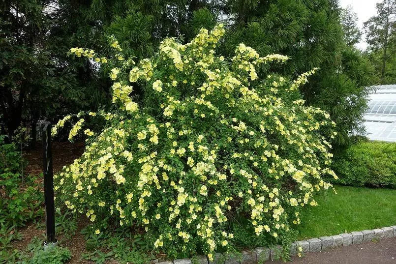 Yellow Manchu Rose Bush Seeds - 50 Seeds for Planting - Rosa xanthina - Hardy Perennial Flowering Plant