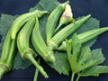 Premium Organic Heirloom Okra Seeds - Clemson Spineless Variety - Non-GMO and High Yield