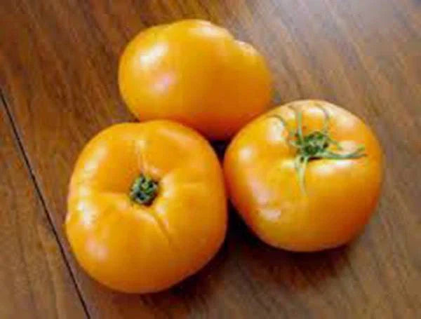 Tomato Seeds, 500 Count, Jubilee Heirloom Variety, Non-GMO, Vegetable Seeds