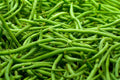 Strike Green Bean Seeds - Fresh Green Bean Seeds - Organic Gardening - Phaseolus vulgaris