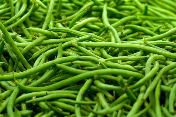 Strike Green Bean Seeds - Fresh Green Bean Seeds - Organic Gardening - Phaseolus vulgaris