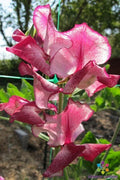Jacko Sweet Pea Seeds - 50 Pack for Garden Planting - Lathyrus odoratus - USA Grown, Free Shipping
