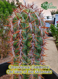 Oreocereus Celsianus Starter Plant - High Color Contrast Cactus - US Shipping