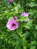 Rose of Sharon Plant 6-12" Mixed Colors Hibiscus syriacus Live Plant Zones 5-9