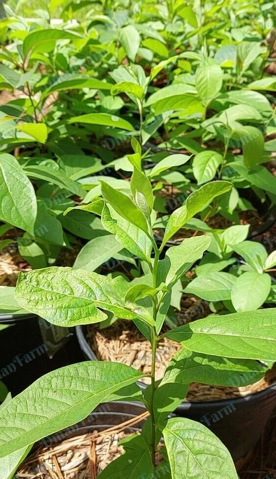 Persimmon Trees - 3 Seedlings - American Native - Diospyros virginiana