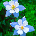 Blue Star Columbine Seeds | Non-GMO | Aquilegia caerulea | Flower Seeds for Garden