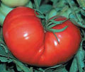 Red Ponderosa Tomato Seeds - Heirloom Variety, 25+ Seeds (Solanum lycopersicum)
