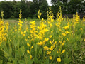 Yellow False Indigo Seeds 30 Count - Baptisia sphaerocarpa - Non-Stratified, Heirloom Plant Seeds for Gardening