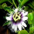 Purple Passion Fruit Flower Seeds - Granadilla Vine - Passiflora edulis - Tropical Garden Plant