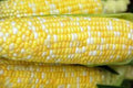 Peaches N Cream Corn Seeds - Premium Sweet Corn Variety - Zea Mays