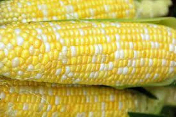 Peaches N Cream Corn Seeds - Premium Sweet Corn Variety - Zea Mays