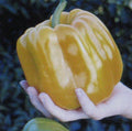 Sweet Coral Belle Pepper Seeds - 25 Pack - Orange, Flavorful Variety - Ideal for Home Gardening, Capsicum annuum
