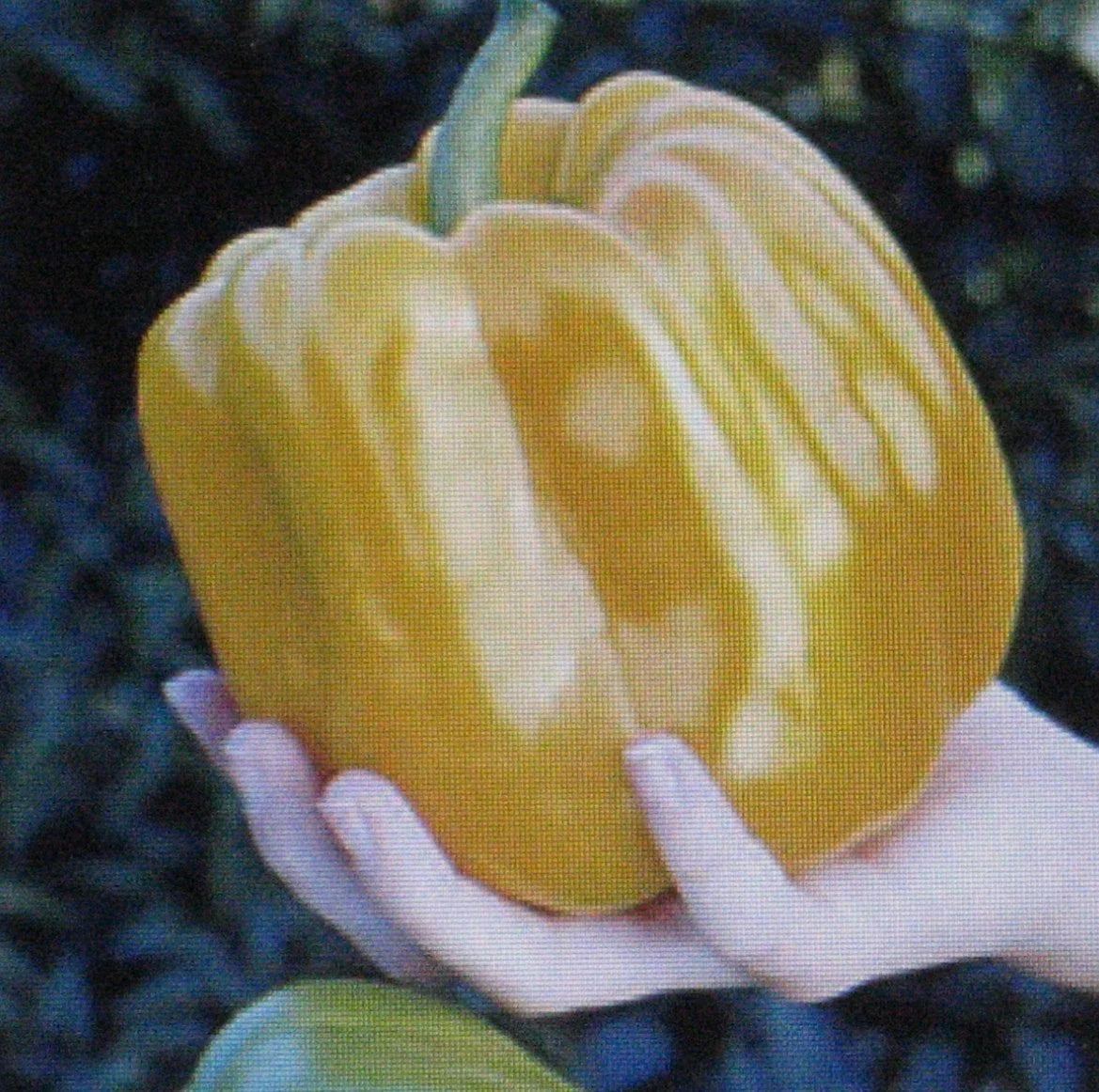 Sweet Coral Belle Pepper Seeds - 25 Pack - Orange, Flavorful Variety - Ideal for Home Gardening, Capsicum annuum