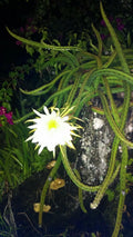 Cereus Cactus 4 Rooted Plants Night Blooming Queen of the Night Live Cacti (Cereus peruvianus)