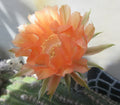 Echinopsis 'Orange Paramount' Cactus Plant - 1 Pup, Vibrant Orange Flowers, Succulent Houseplant, Easy Care Cactus