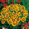 Dainty Marietta Dwarf Marigold Seeds | Heirloom Non-GMO | Vibrant Flowers | Tagetes patula
