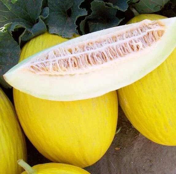 Tweety Melon Seeds for Planting - 10 Seeds - USA Grown, Ships from Iowa - Cucumis melo