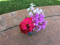 Ivy Geranium Cuttings 12 Pack Mixed Colors Pelargonium for Rooting