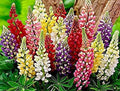 Russell Lupine Seed Mix, Assorted Colors, 80 Seeds - Lupinus polyphyllus, Non-GMO, Garden Flower Seeds