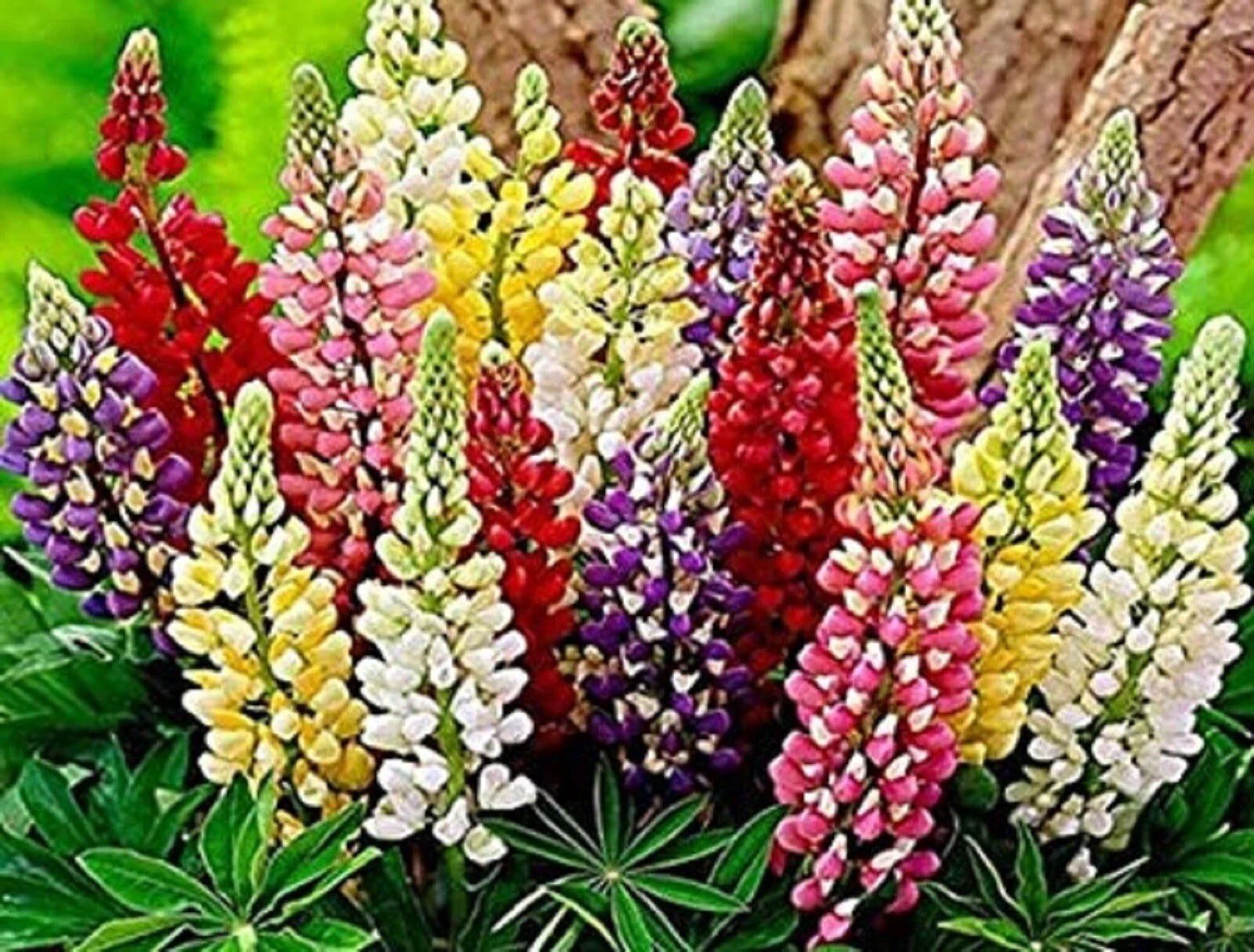 Russell Lupine Seed Mix, Assorted Colors, 80 Seeds - Lupinus polyphyllus, Non-GMO, Garden Flower Seeds