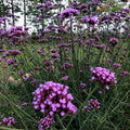 Verbena Bonariensis Purpletop Vervain Plant - Tender Perennial - One Root - Purple Flowering Garden Perennial