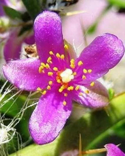 Rare Cactus Plant 4" Pereskia diaz-romeroana Caudex - Unique Succulent for Collectors