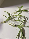 Live Bare Rooted Spider Plants - 5 Pack - Chlorophytum comosum - Air Purifying Houseplants for Home Decor