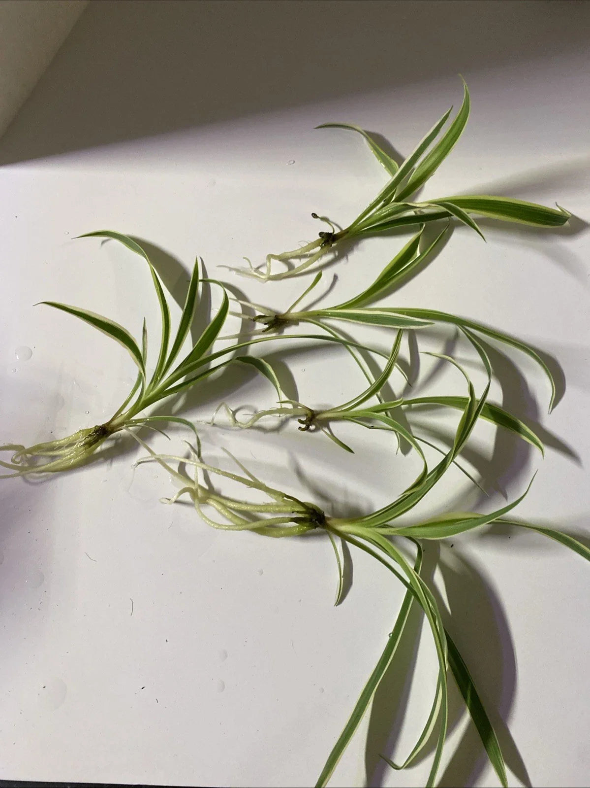 Live Bare Rooted Spider Plants - 5 Pack - Chlorophytum comosum - Air Purifying Houseplants for Home Decor