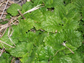 Spearmint Live Starter Plants Set of 6 Perennial Mentha spicata Mint