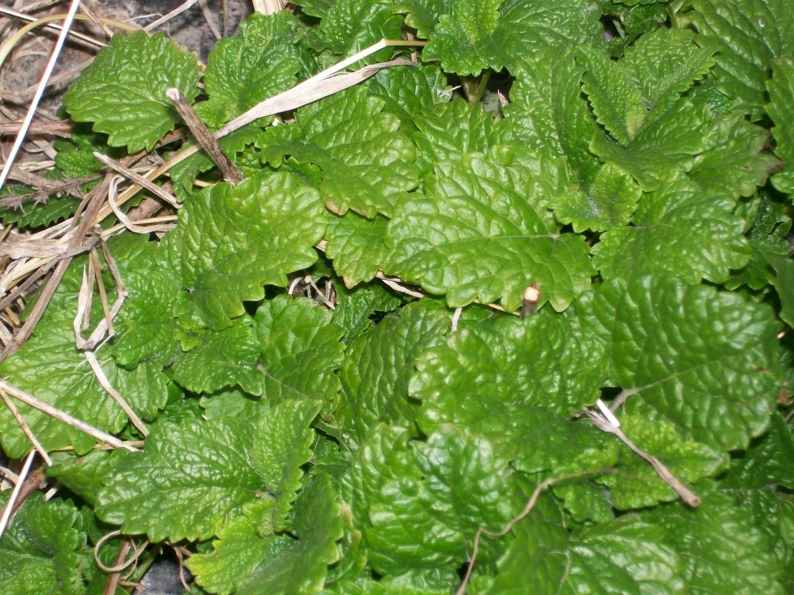 Spearmint Live Starter Plants Set of 6 Perennial Mentha spicata Mint