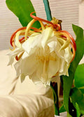 Night Blooming Cereus Cactus Orchid - 4" Pot, Epiphyllum oxypetalum, Rooted Plant for Indoor Gardening