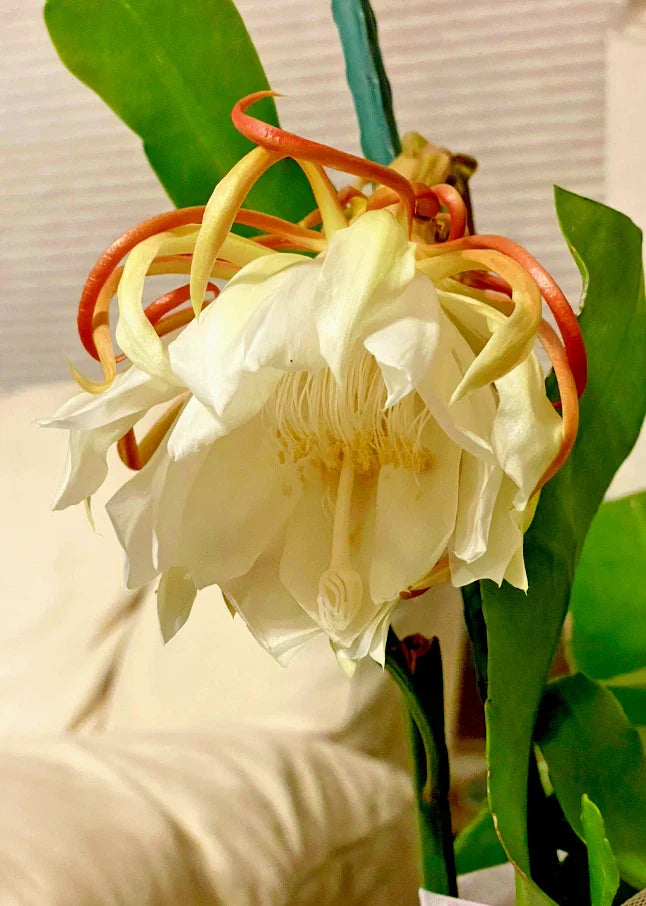 Night Blooming Cereus Cactus Orchid - 4" Pot, Epiphyllum oxypetalum, Rooted Plant for Indoor Gardening