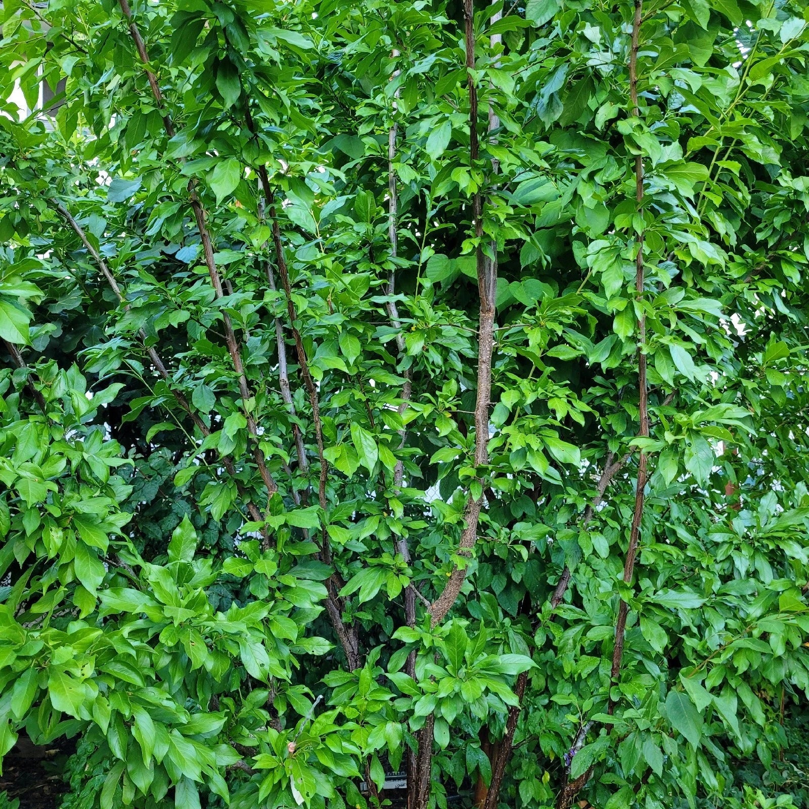 Elephant Heart Plum Cuttings - 5 Fresh Unrooted Cuttings - Prunus Salicina - Ideal for USDA Zones 5-9