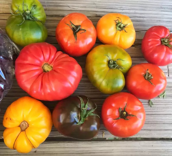Rainbow Beefsteak Tomato Seeds - 10+ Heirloom Organic Non-GMO, Solanum lycopersicum