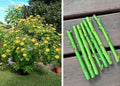 Bolivian Sunflower Cuttings - Mexican Tree Daisy Perennial Tithonia diversifolia - Easy to Grow, Vibrant Yellow Blooms